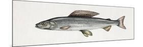 Grayling (Thymallus Thymallus), Salmonidae-null-Mounted Giclee Print