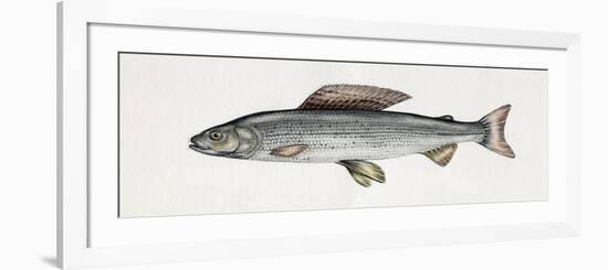 Grayling (Thymallus Thymallus), Salmonidae-null-Framed Giclee Print