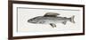 Grayling (Thymallus Thymallus), Salmonidae-null-Framed Giclee Print