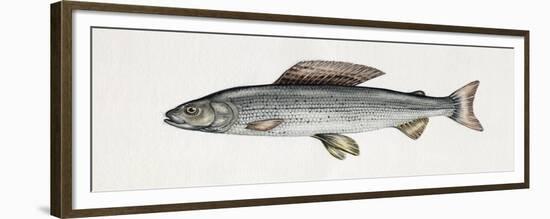 Grayling (Thymallus Thymallus), Salmonidae-null-Framed Giclee Print