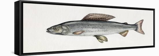 Grayling (Thymallus Thymallus), Salmonidae-null-Framed Stretched Canvas