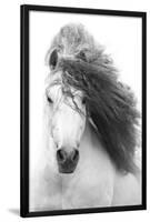 GRAYSCALE HORSE-null-Lamina Framed Poster
