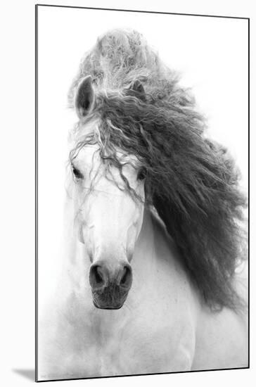 Grayscale Horse-Trends International-Mounted Poster