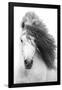 Grayscale Horse-Trends International-Framed Poster