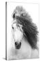 Grayscale Horse-Trends International-Stretched Canvas