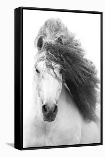 Grayscale Horse-Trends International-Framed Stretched Canvas