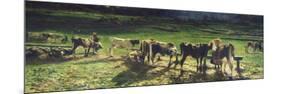 Grazing, 1886-Giovanni Segantini-Mounted Premium Giclee Print