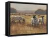 Grazing at Sunset II-Ethan Harper-Framed Stretched Canvas