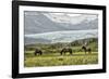 Grazing at the Glacier-Danny Head-Framed Photographic Print