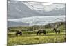 Grazing at the Glacier-Danny Head-Mounted Photographic Print