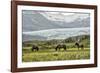 Grazing at the Glacier-Danny Head-Framed Photographic Print