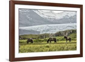Grazing at the Glacier-Danny Head-Framed Photographic Print