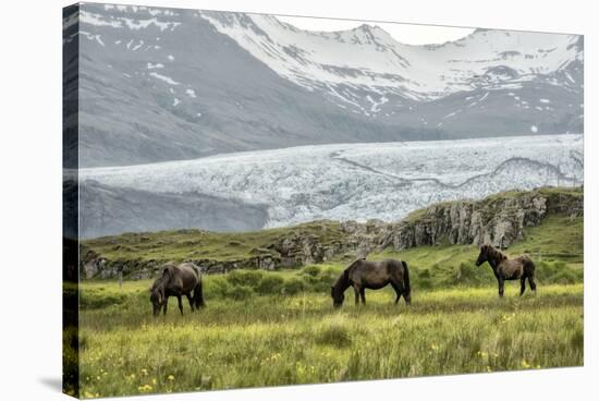 Grazing at the Glacier-Danny Head-Stretched Canvas