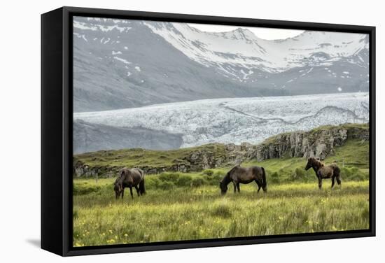 Grazing at the Glacier-Danny Head-Framed Stretched Canvas