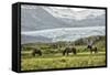 Grazing at the Glacier-Danny Head-Framed Stretched Canvas