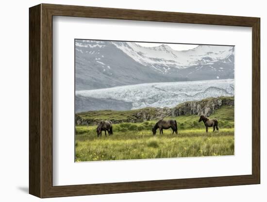 Grazing at the Glacier-Danny Head-Framed Photographic Print