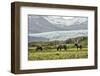 Grazing at the Glacier-Danny Head-Framed Photographic Print