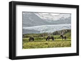 Grazing at the Glacier-Danny Head-Framed Photographic Print