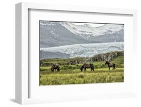 Grazing at the Glacier-Danny Head-Framed Photographic Print