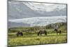 Grazing at the Glacier-Danny Head-Mounted Photographic Print