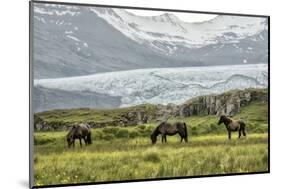 Grazing at the Glacier-Danny Head-Mounted Photographic Print