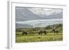 Grazing at the Glacier-Danny Head-Framed Photographic Print