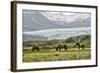 Grazing at the Glacier-Danny Head-Framed Photographic Print