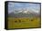 Grazing Cattle, Sawtooth National Recreation Area, Idaho, USA-Jamie & Judy Wild-Framed Stretched Canvas