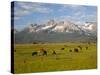 Grazing Cattle, Sawtooth National Recreation Area, Idaho, USA-Jamie & Judy Wild-Stretched Canvas