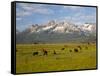 Grazing Cattle, Sawtooth National Recreation Area, Idaho, USA-Jamie & Judy Wild-Framed Stretched Canvas