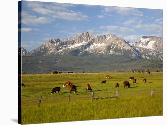 Grazing Cattle, Sawtooth National Recreation Area, Idaho, USA-Jamie & Judy Wild-Stretched Canvas