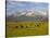 Grazing Cattle, Sawtooth National Recreation Area, Idaho, USA-Jamie & Judy Wild-Stretched Canvas