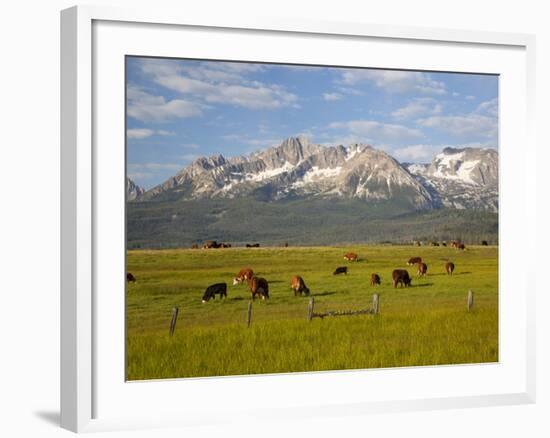 Grazing Cattle, Sawtooth National Recreation Area, Idaho, USA-Jamie & Judy Wild-Framed Photographic Print