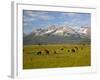 Grazing Cattle, Sawtooth National Recreation Area, Idaho, USA-Jamie & Judy Wild-Framed Photographic Print