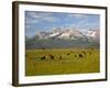 Grazing Cattle, Sawtooth National Recreation Area, Idaho, USA-Jamie & Judy Wild-Framed Photographic Print