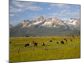 Grazing Cattle, Sawtooth National Recreation Area, Idaho, USA-Jamie & Judy Wild-Mounted Photographic Print