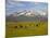 Grazing Cattle, Sawtooth National Recreation Area, Idaho, USA-Jamie & Judy Wild-Mounted Photographic Print