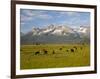 Grazing Cattle, Sawtooth National Recreation Area, Idaho, USA-Jamie & Judy Wild-Framed Photographic Print