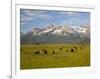 Grazing Cattle, Sawtooth National Recreation Area, Idaho, USA-Jamie & Judy Wild-Framed Photographic Print