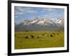 Grazing Cattle, Sawtooth National Recreation Area, Idaho, USA-Jamie & Judy Wild-Framed Photographic Print