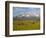 Grazing Cattle, Sawtooth National Recreation Area, Idaho, USA-Jamie & Judy Wild-Framed Photographic Print