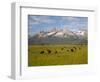 Grazing Cattle, Sawtooth National Recreation Area, Idaho, USA-Jamie & Judy Wild-Framed Photographic Print