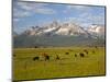 Grazing Cattle, Sawtooth National Recreation Area, Idaho, USA-Jamie & Judy Wild-Mounted Photographic Print