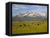 Grazing Cattle, Sawtooth National Recreation Area, Idaho, USA-Jamie & Judy Wild-Framed Stretched Canvas