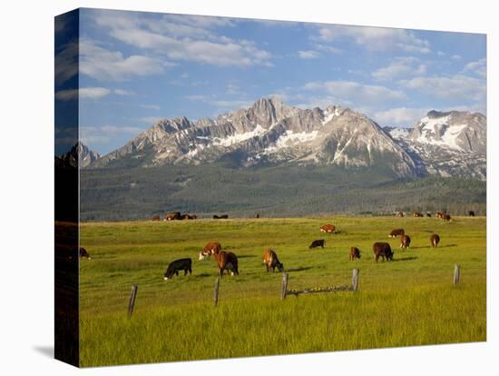 Grazing Cattle, Sawtooth National Recreation Area, Idaho, USA-Jamie & Judy Wild-Stretched Canvas