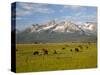 Grazing Cattle, Sawtooth National Recreation Area, Idaho, USA-Jamie & Judy Wild-Stretched Canvas