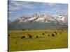 Grazing Cattle, Sawtooth National Recreation Area, Idaho, USA-Jamie & Judy Wild-Stretched Canvas