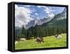 Grazing Cattle, Tyrol, Austria-Martin Zwick-Framed Stretched Canvas