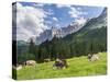Grazing Cattle, Tyrol, Austria-Martin Zwick-Stretched Canvas