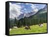 Grazing Cattle, Tyrol, Austria-Martin Zwick-Framed Stretched Canvas